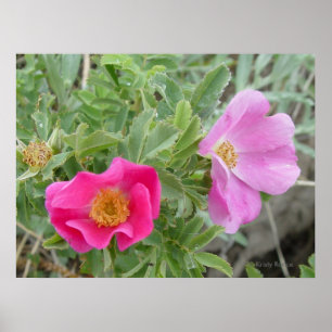 F4 Alberta Wild Roses ポスター