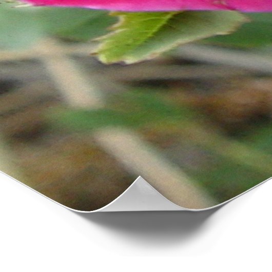 F4 Alberta Wild Roses ポスター (角)