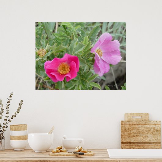 F4 Alberta Wild Roses ポスター (キッチン)