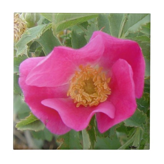 F4aワイルドバラ タイル (正面)