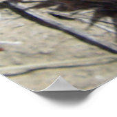 F5ボールサボテン花「エスコバリア・ヴィヴィパラ」 ポスター (角)