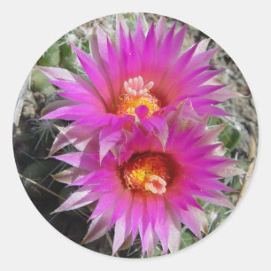 F5ボールサボテン花「Escobaria vivipara」 ラウンドシール