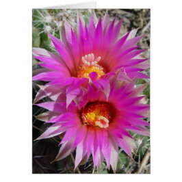F5 ボールサボテンの花 "Escobaria vivipara"