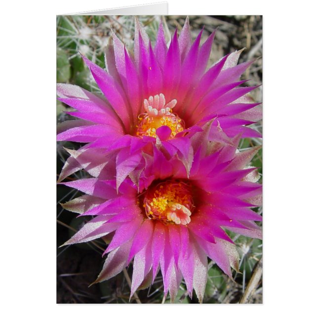 F5 ボールサボテンの花 "Escobaria vivipara" (正面)