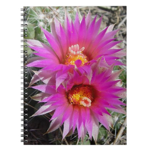 F5 玉サボテンの花 "Escobaria vivipara" ノートブック (正面)
