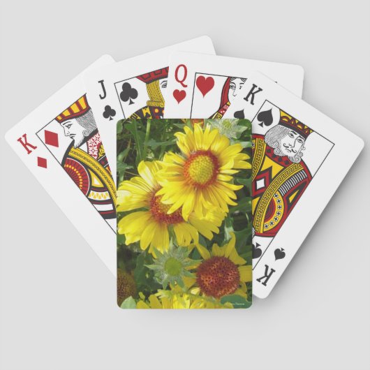 F6黄色い野生の花のGaillardia トランプ (裏面)