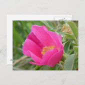 F7アルバータワイルドバラ ポストカード (正面/裏面)