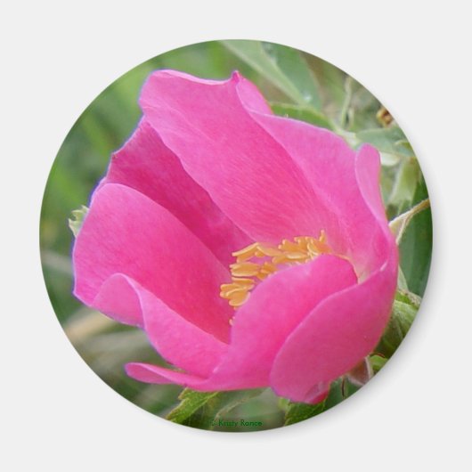 F7ワイルドバラ マグネット (正面)