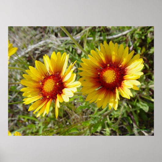 F8イエローワイルドフラワーガイラルディア ポスター (正面)