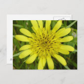 F9黄色い山草のヤギひげ ポストカード (正面/裏面)