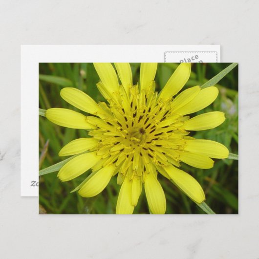 F9黄色い山草のヤギひげ ポストカード (正面/裏面)