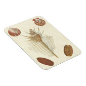 F.親切な貝殻の5つ マグネット (右側)