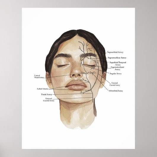 Face Anatomy Print 3 ポスター (正面)