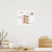 Facet joint Poster ポスター (キッチン)