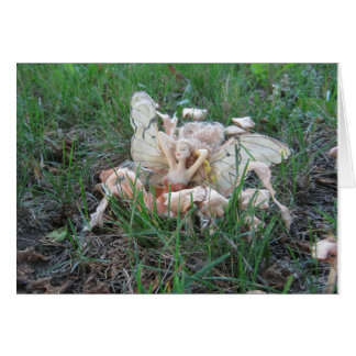 FaerieCard – 無救済力の紳士異教の!