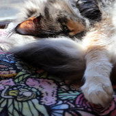 Fairy Garden Gardening Flower Gardens Fairies シェルパブランケット