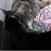 Fairy Garden Gardening Flower Gardens Fairies シェルパブランケット