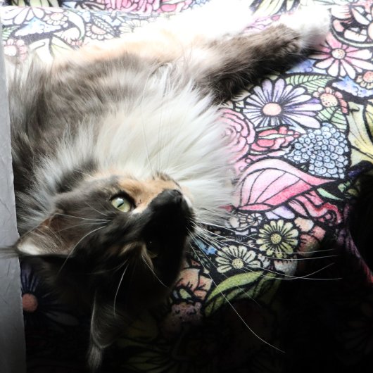 Fairy Garden Gardening Flower Gardens Fairies      フリースブランケット