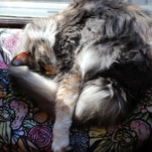 Fairy Garden Gardening Flower Gardens Fairies      フリースブランケット