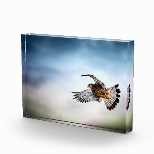 Falcon Soaring in the Sky フォトブロック (右)