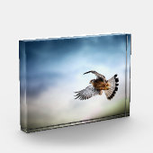Falcon Soaring in the Sky フォトブロック (左)