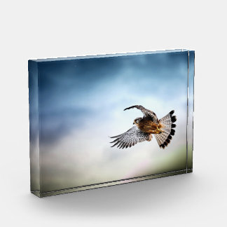 Falcon Soaring in the Sky フォトブロック