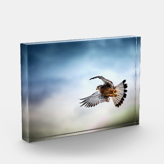 Falcon Soaring in the Sky フォトブロック (左)