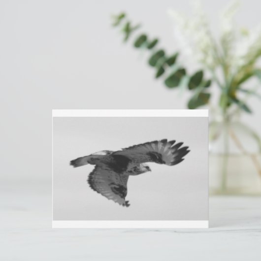 FalconInFlight ポストカード (スタンド正面)