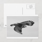 FalconInFlight ポストカード (正面/裏面)