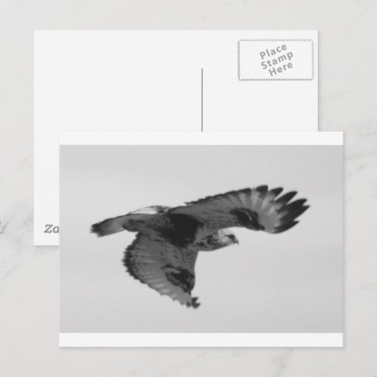 FalconInFlight ポストカード (正面/裏面)