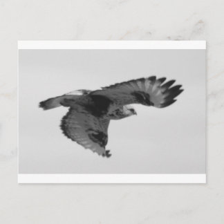 FalconInFlight ポストカード
