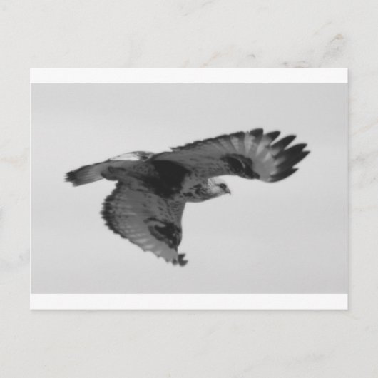 FalconInFlight ポストカード (正面)