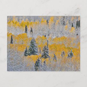 Fall Colors of Aspens & Fresh Snow Keebler Pass ポストカード