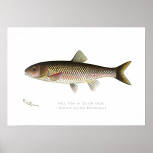 Fall Fish or Silver Chub ポスター