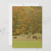 Fall Foliage Cows In Pasture Nature  招待状 (裏面)
