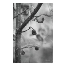 Fall Forest Dreams – BNW Boho Botanical Fantasy