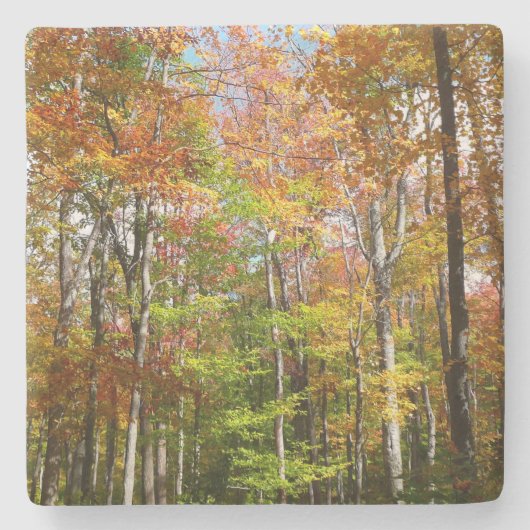 Fall Forest II 紅葉の風景写真 ストーンコースター (正面)