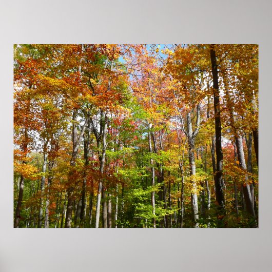 Fall Forest II 紅葉の風景写真 ポスター (正面)