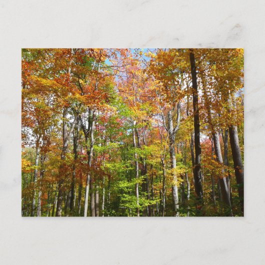 Fall Forest II 紅葉の風景写真 ポストカード (正面)