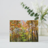 Fall Forest II 紅葉の風景写真 ポストカード (スタンド正面)