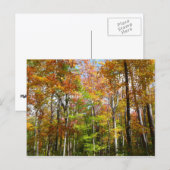 Fall Forest II 紅葉の風景写真 ポストカード (正面/裏面)