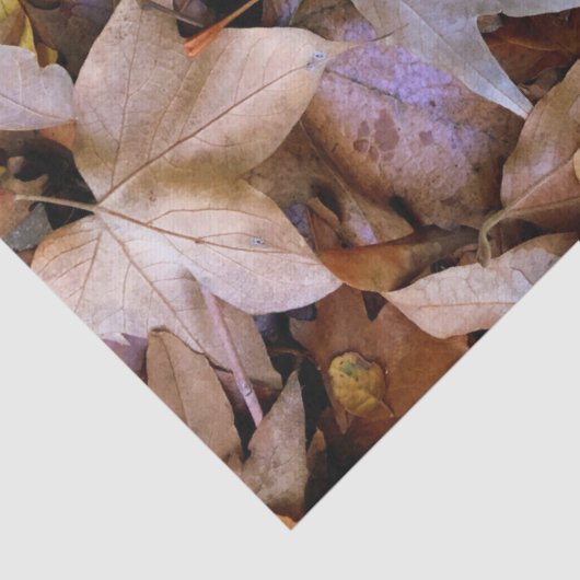 Fall Leaf 薄葉紙 (詳細)