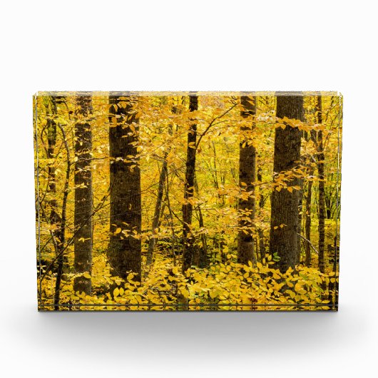 Fall Pisgah National Forest フォトブロック (正面)