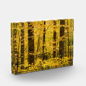 Fall Pisgah National Forest フォトブロック (左)