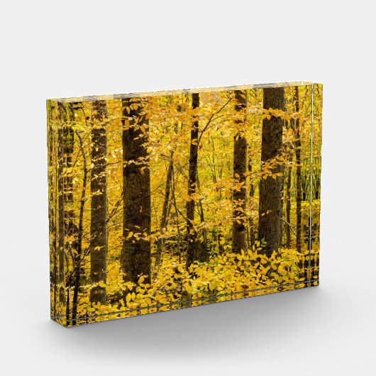 Fall Pisgah National Forest フォトブロック (左)