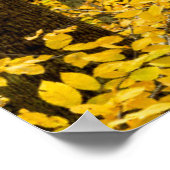 Fall Pisgah National Forest ポスター (角)