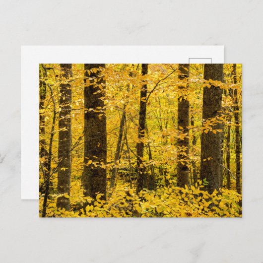 Fall Pisgah National Forest ポストカード (正面/裏面)