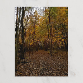 Fall Trees at Sunset Taylor Michigan Postcard シーズンポストカード