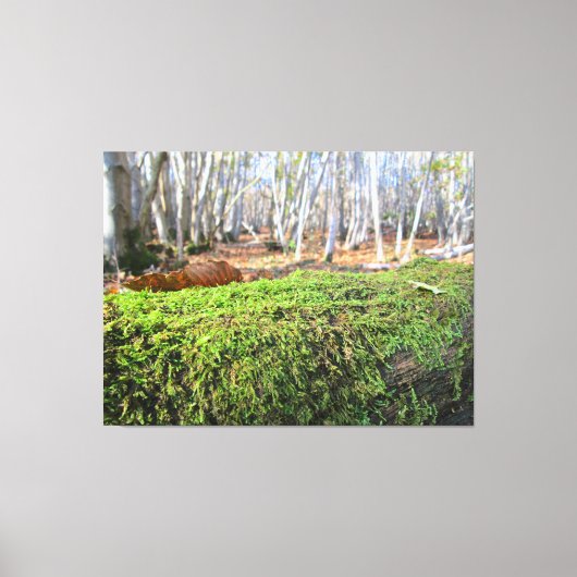 Fallen Tree in Autumn Moss - キャンバスプリント (正面)