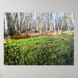 Fallen Tree in Autumn Moss  - Personalised ポスター